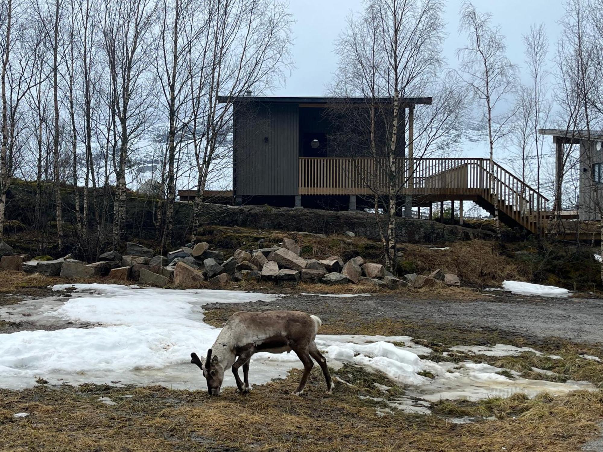 Efjord And Stetind Resort - Cabin Kobbernestinden Ballangen Εξωτερικό φωτογραφία